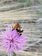 Слика од Bombus huntii Greene 1860