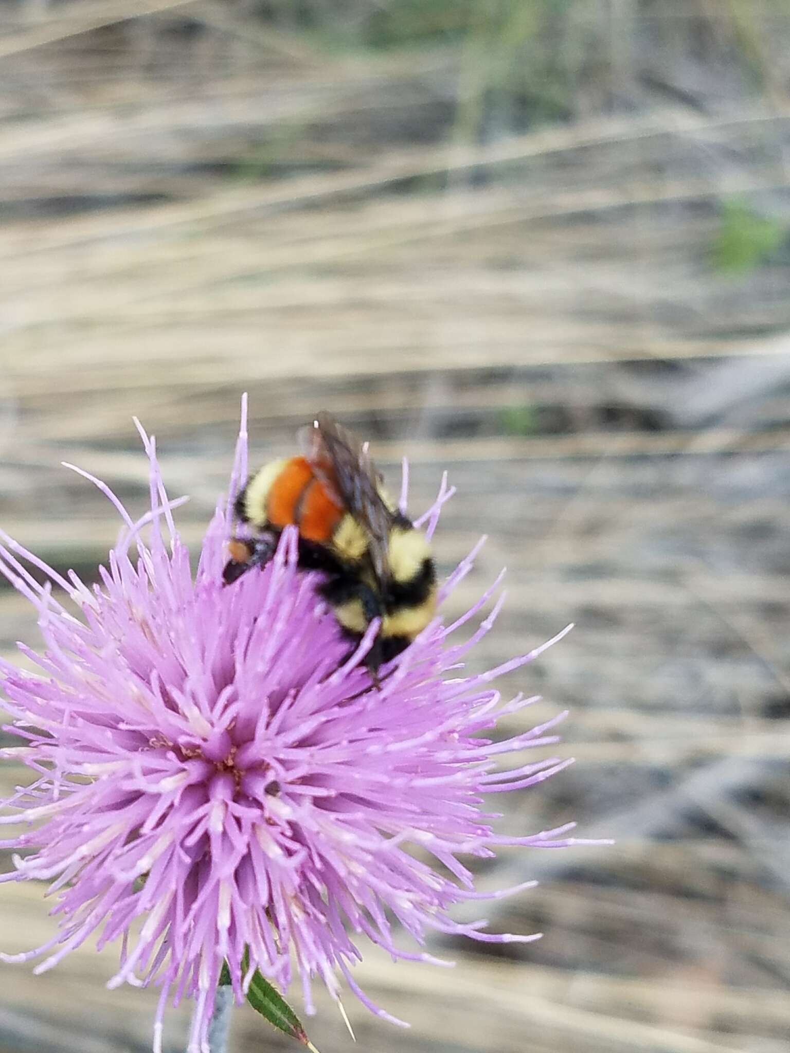 Слика од Bombus huntii Greene 1860