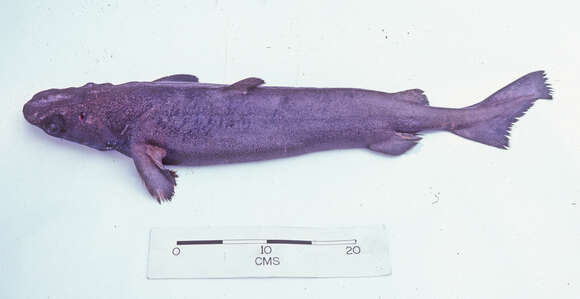 Image of Portuguese Dogfish