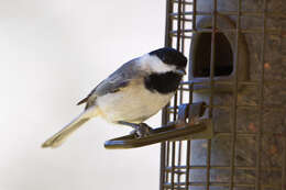 Image of Carolina Chickadee