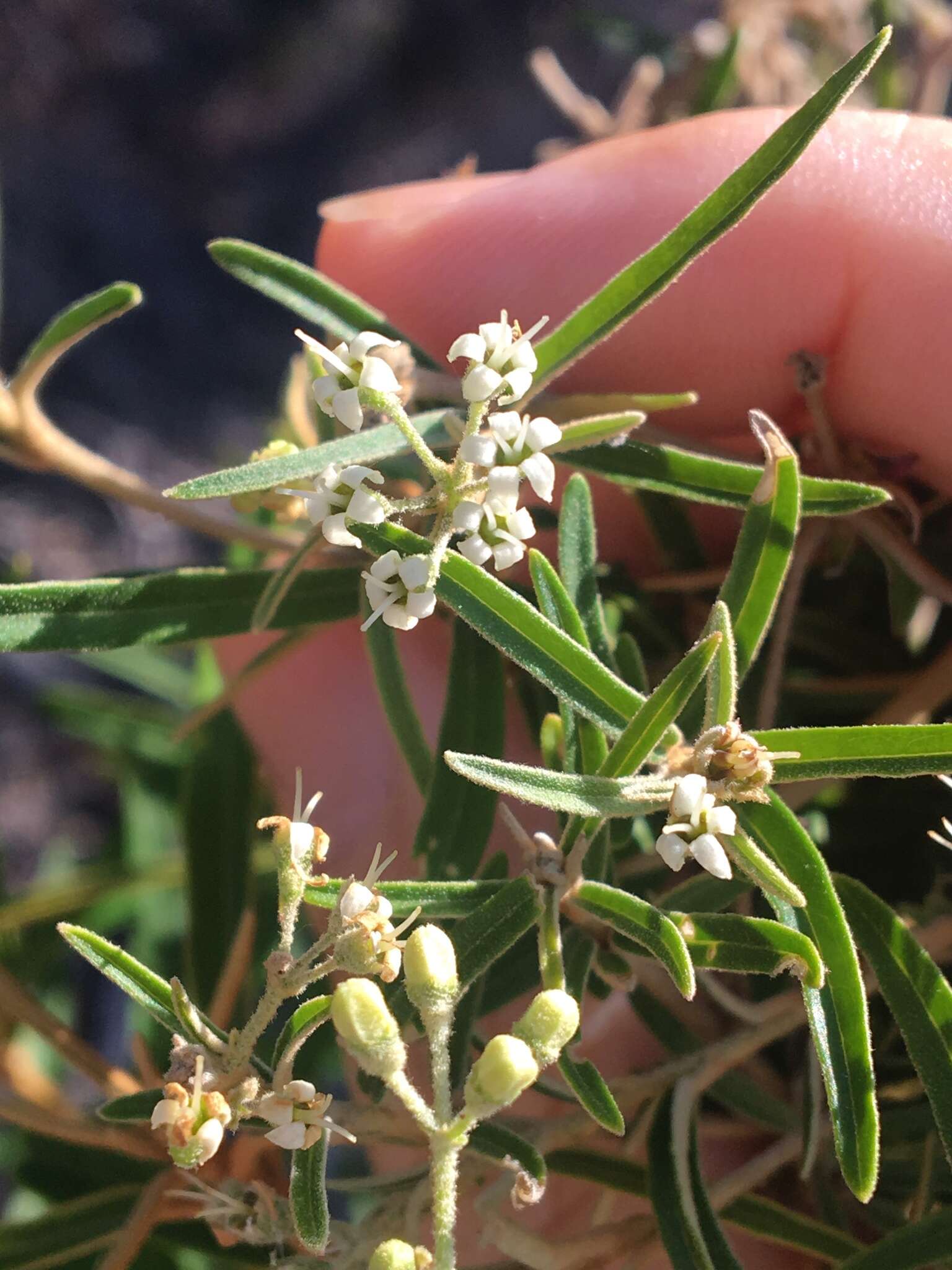 Image of Astrotricha longifolia Benth.