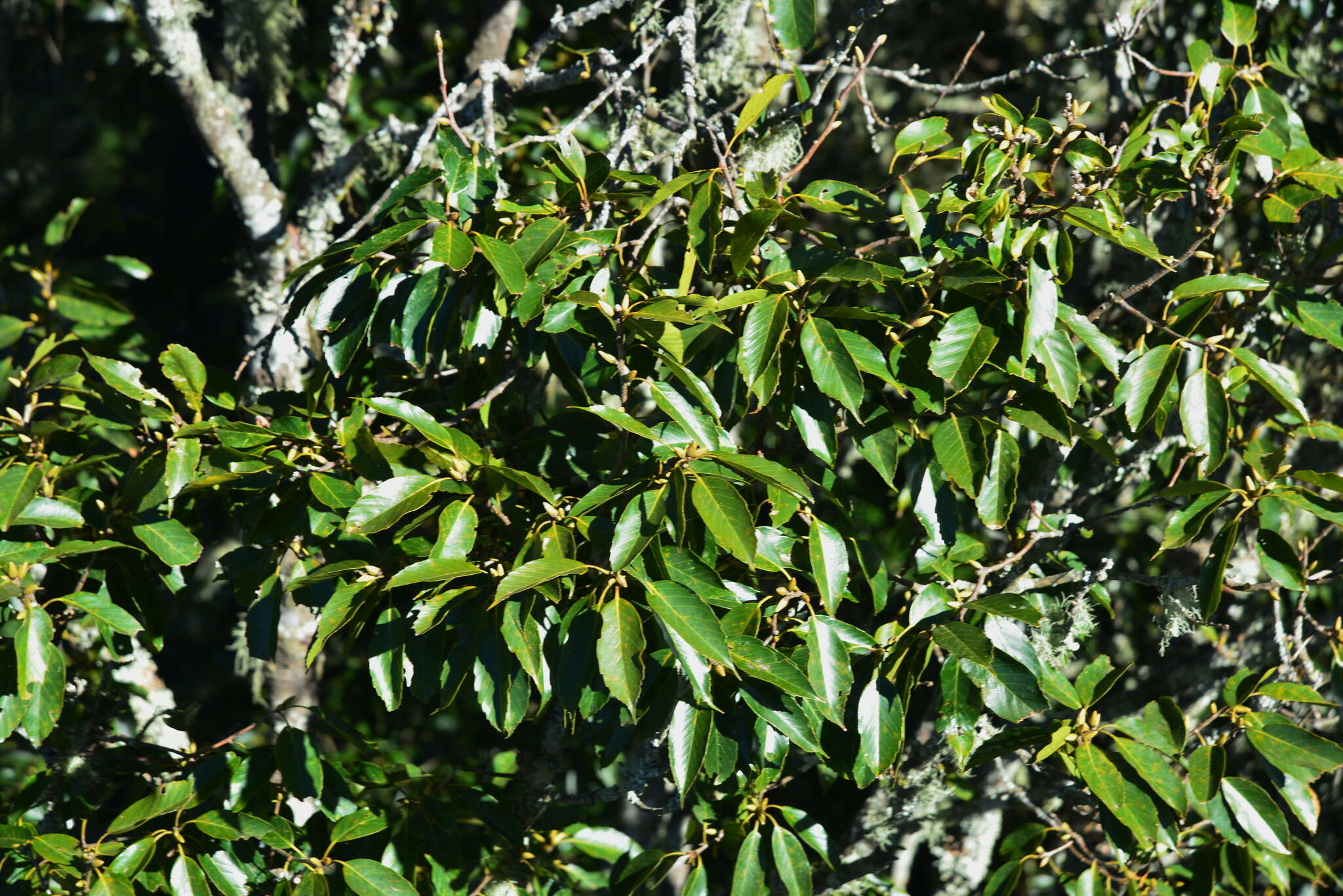 Plancia ëd Quercus morii Hayata