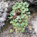 Image de Cymbalaria glutinosa subsp. glutinosa