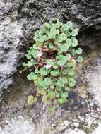 Image of Cymbalaria glutinosa subsp. glutinosa