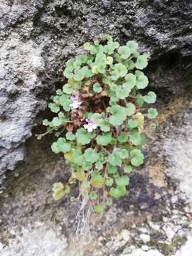 Image de Cymbalaria glutinosa M. Bigazzi & M. Raffaelli