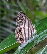 Image of Euptychia mollina Hübner 1816