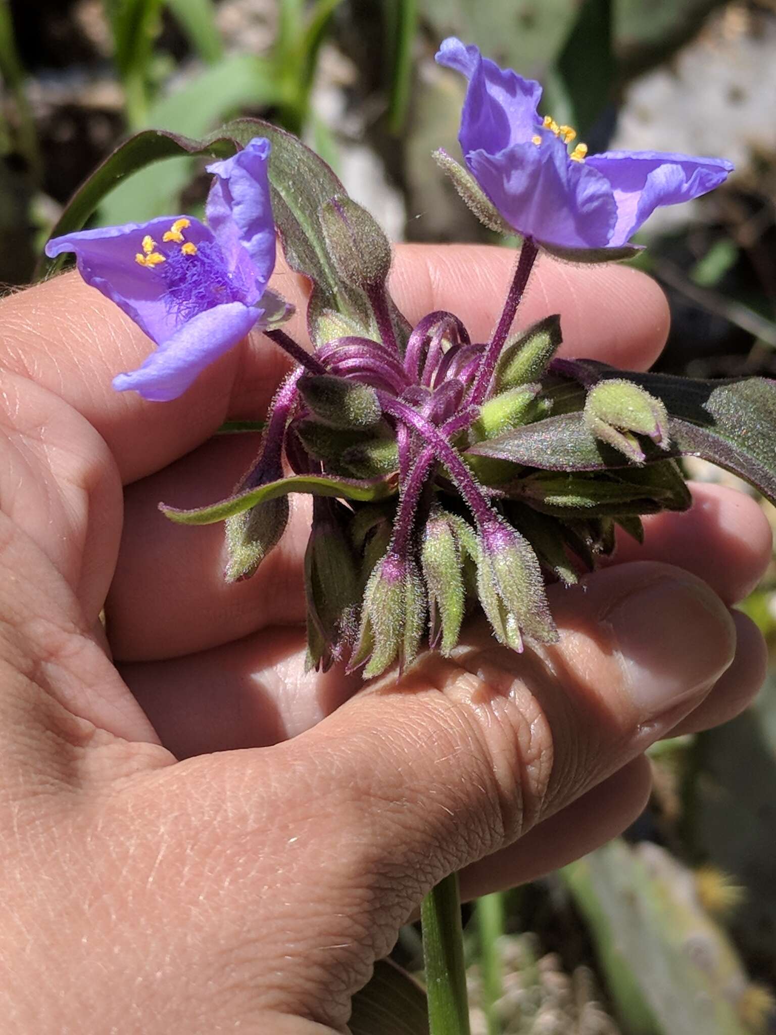 Image of Plateau Spiderwort