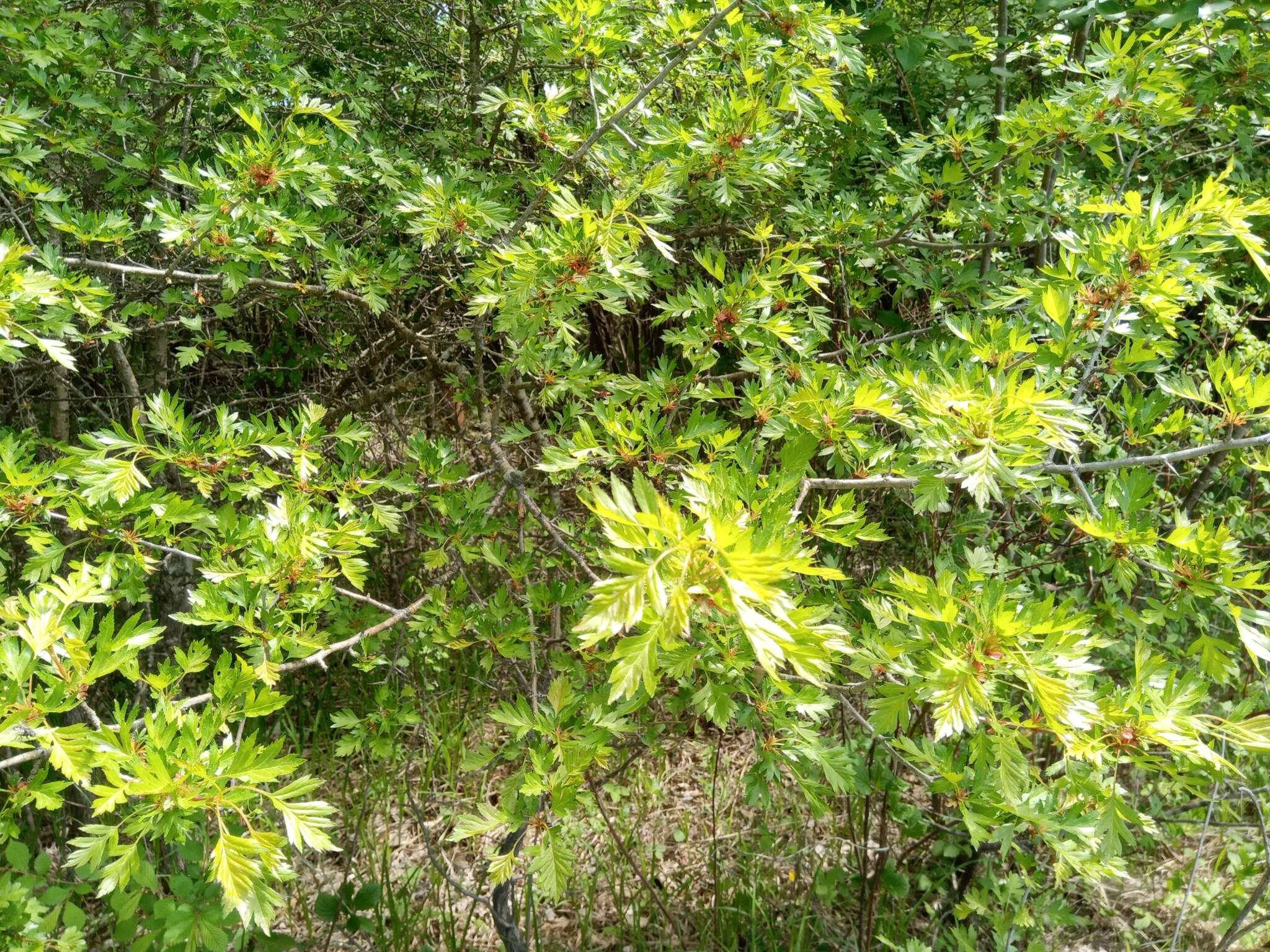 Image of Chinese Hawthorn