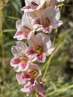 Imagem de Gladiolus serpenticola Goldblatt & J. C. Manning