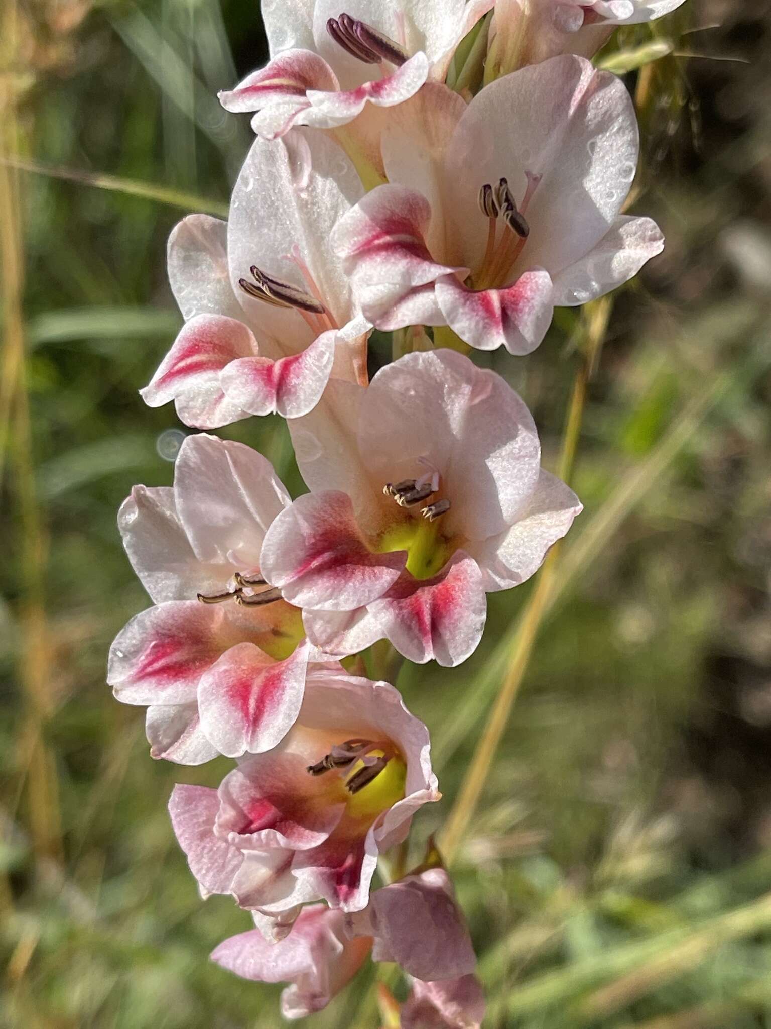 Image of Gladiolus serpenticola Goldblatt & J. C. Manning