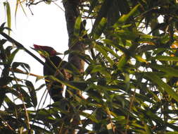 Image of Helmeted Woodpecker