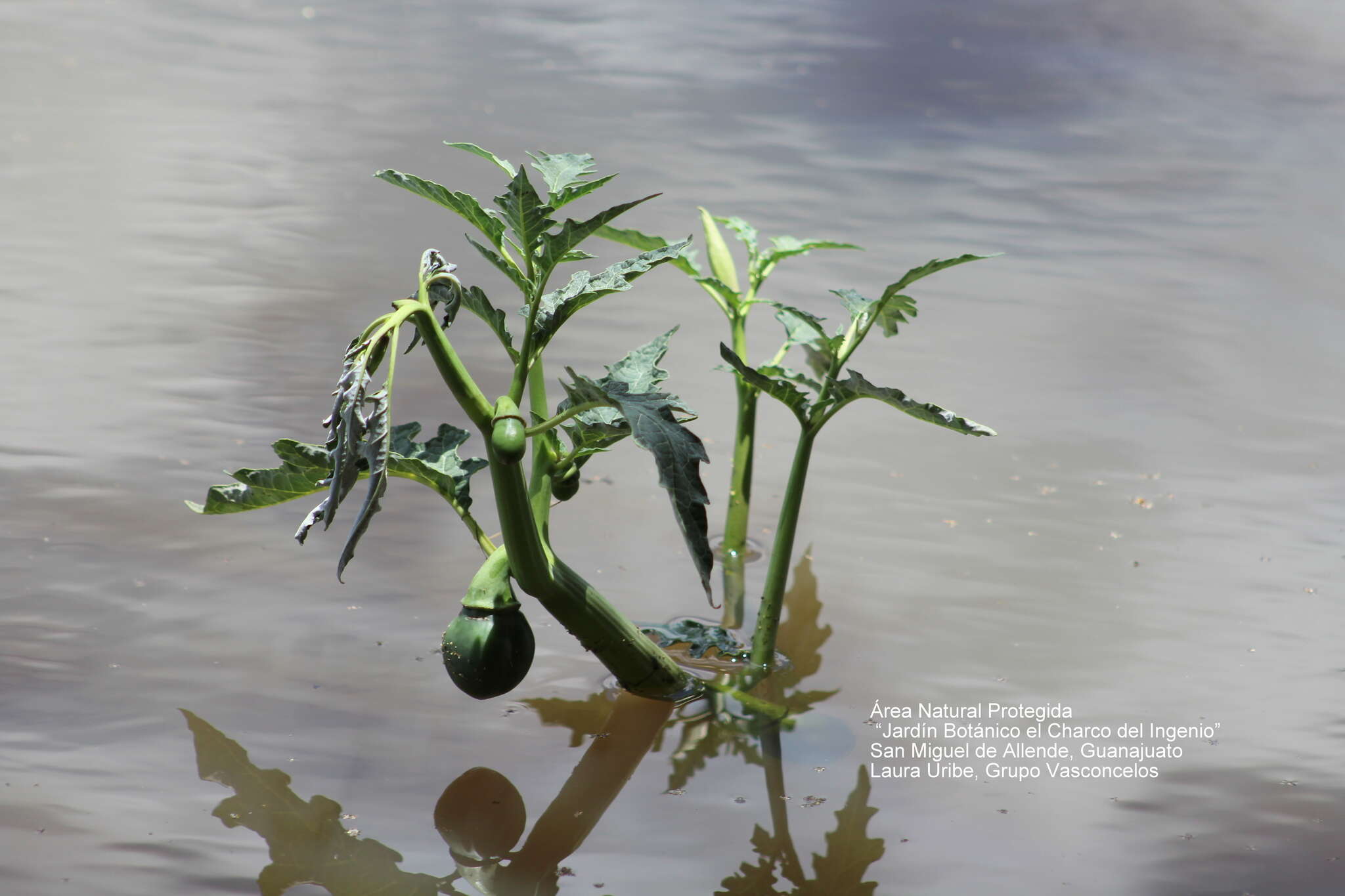 Image of Latin Thorn-Apple