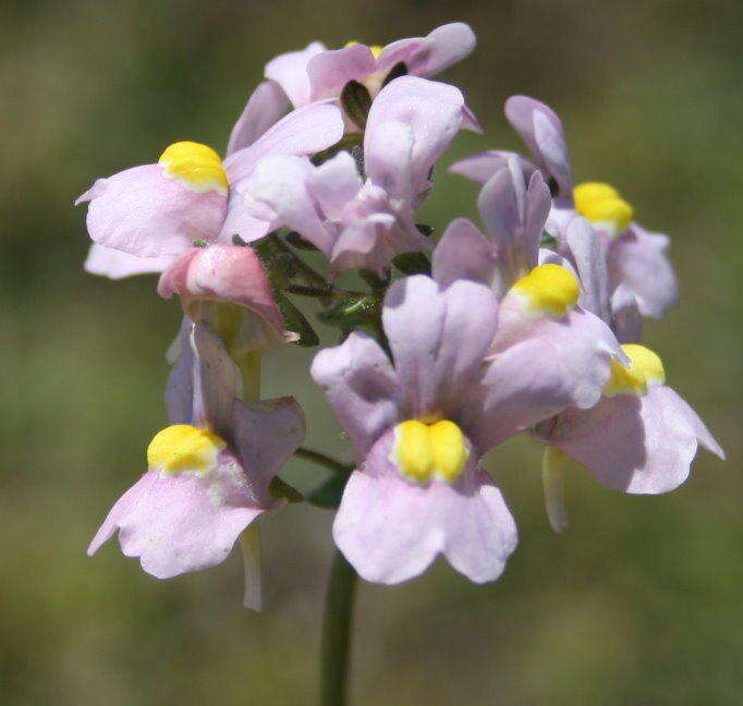 صورة Nemesia fruticans (Thunb.) Benth.