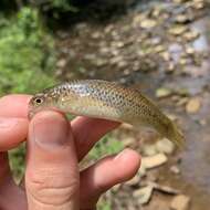 Image of Speckled killifish