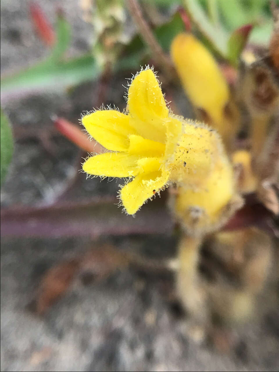 Image of Aphyllon franciscanum (Achey) A. C. Schneid.