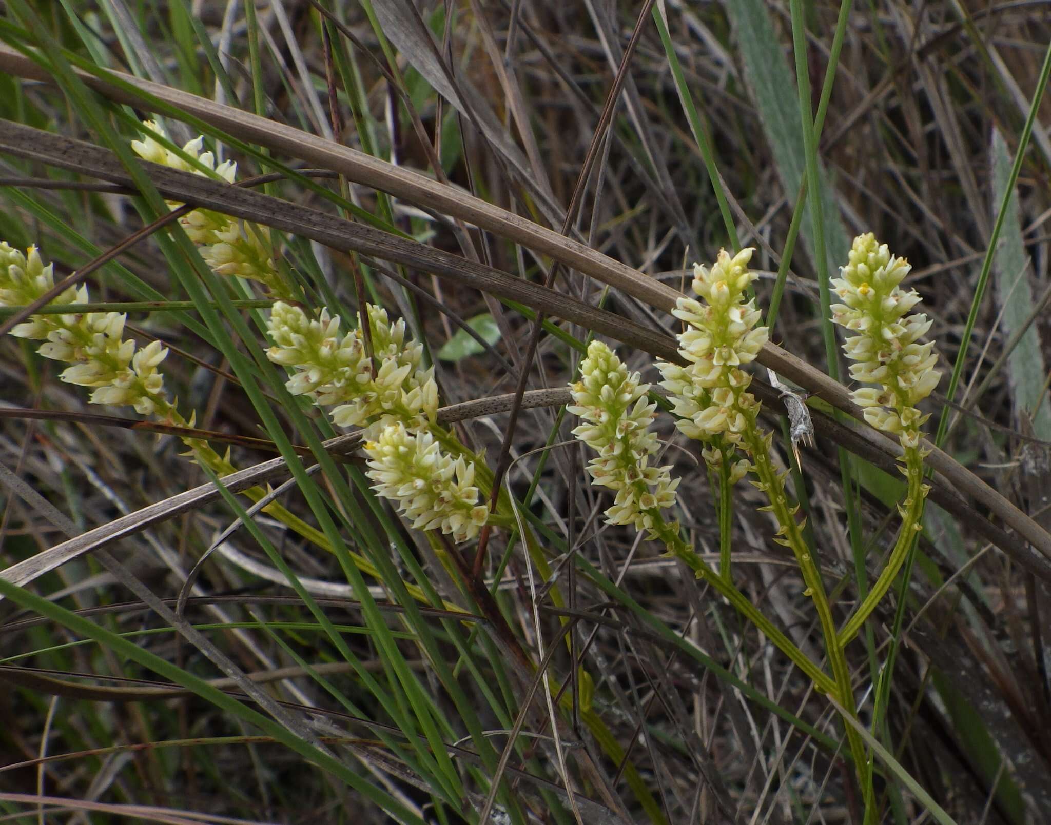 Image of Polygala carteri