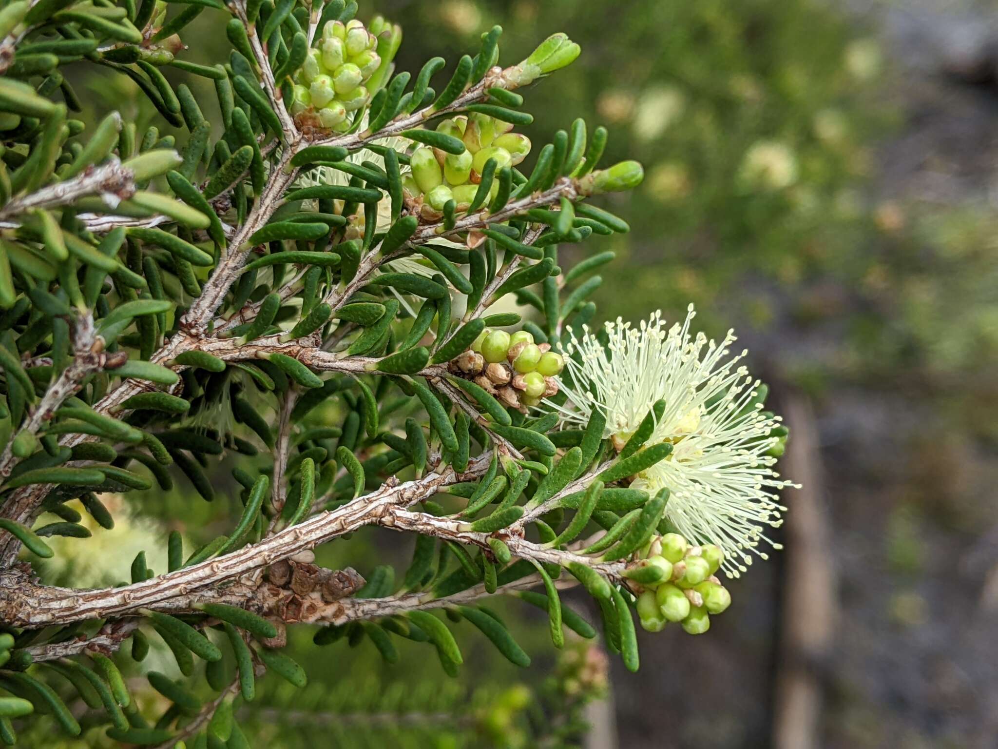 Image of Melaleuca pustulata Hook. fil.