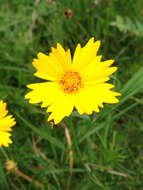 Image of largeflower tickseed