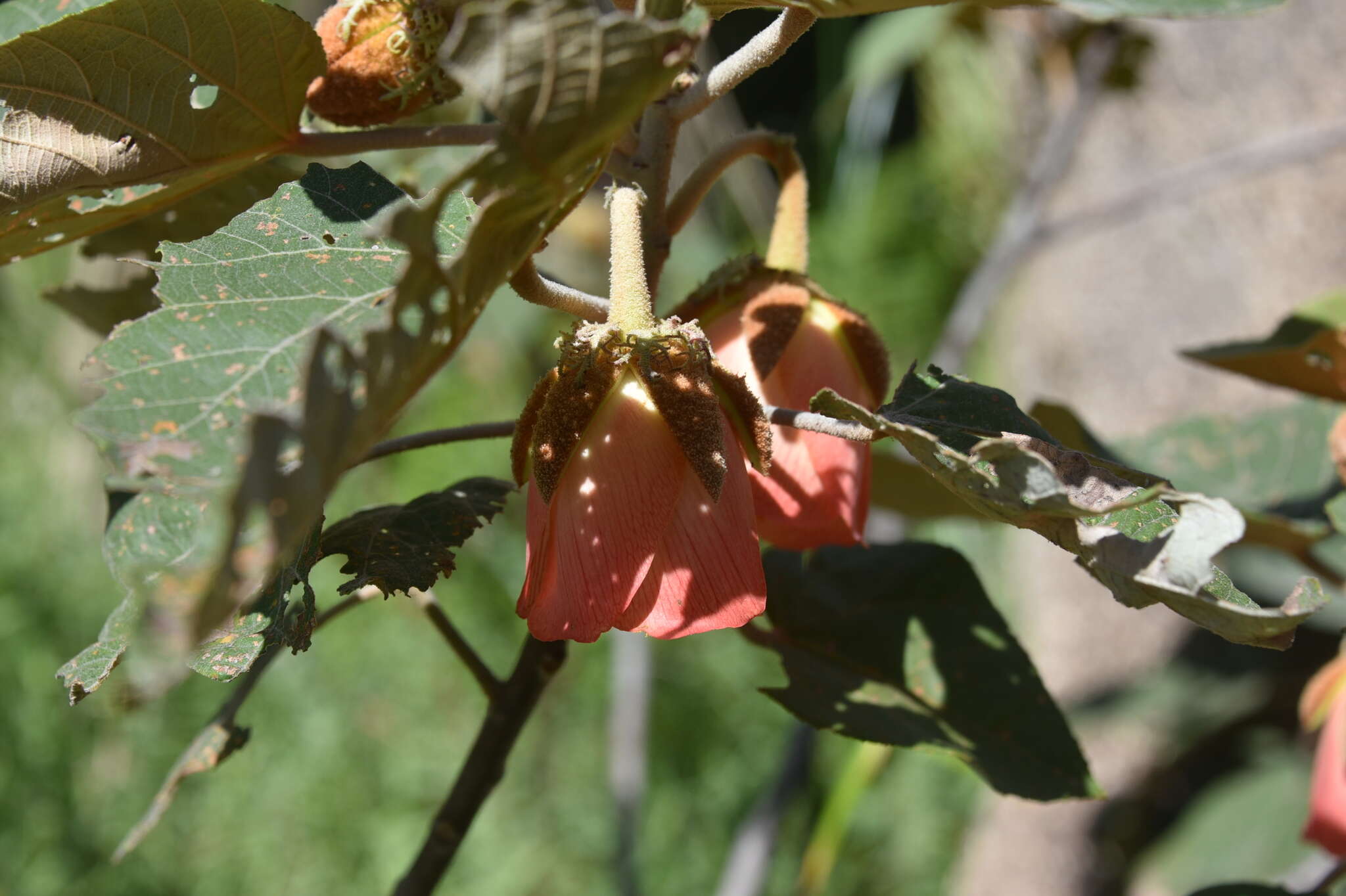 Image of Andringitra macrantha (Baker) Skema