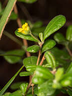 Image of Hibbertia aspera subsp. aspera