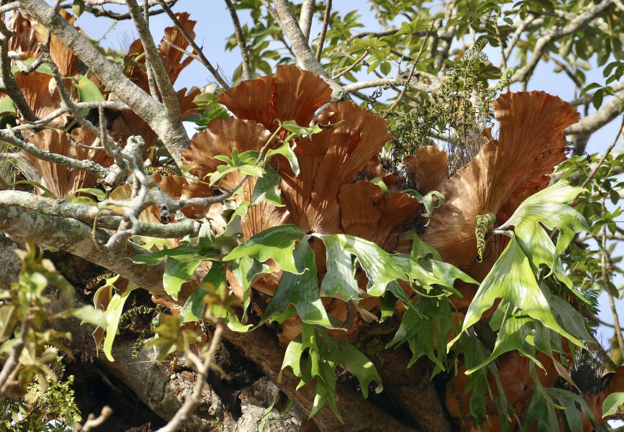 Image of Platycerium stemaria (P. Beauv.) Desv.