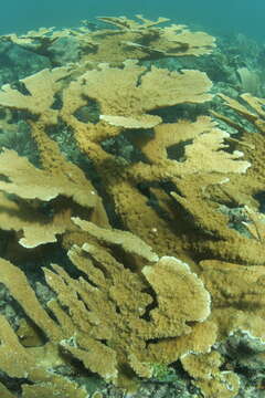 Image of Elkhorn Coral