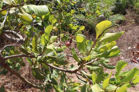 Image of cashew