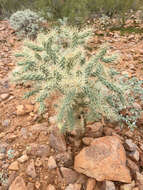 Image of jumping cholla