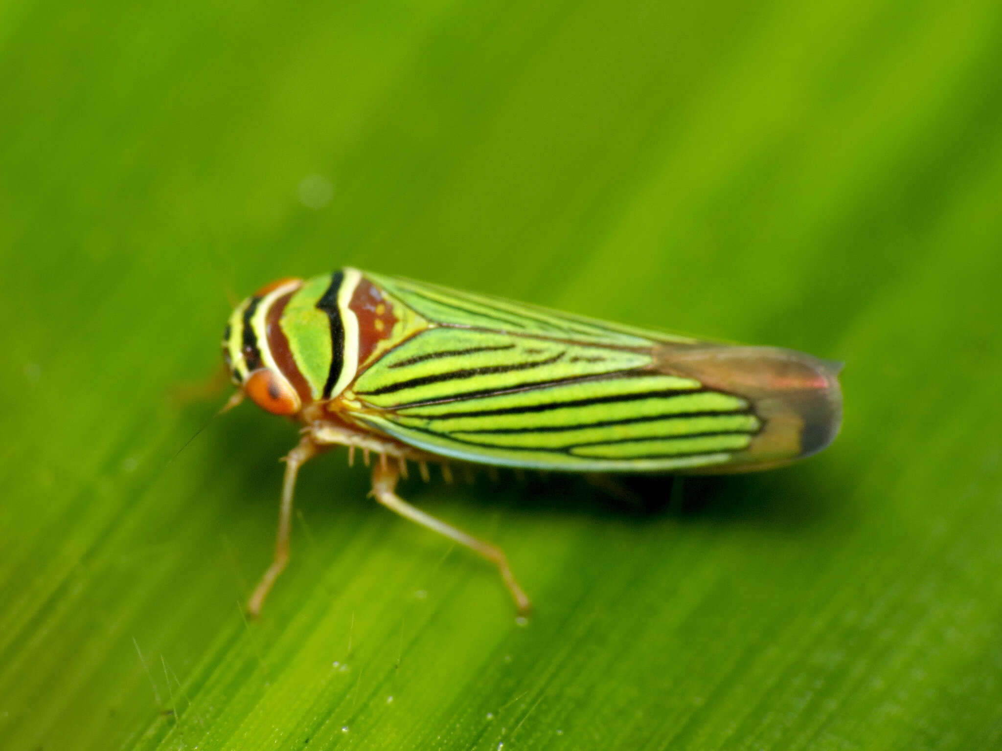 Image of Tylozygus fasciatus (Walker & F. 1851)