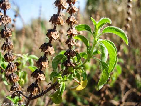 Image de Ocimum americanum L.