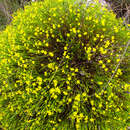 Plancia ëd Chaetostoma flavum C. Koschnitzke & A. B. Martins