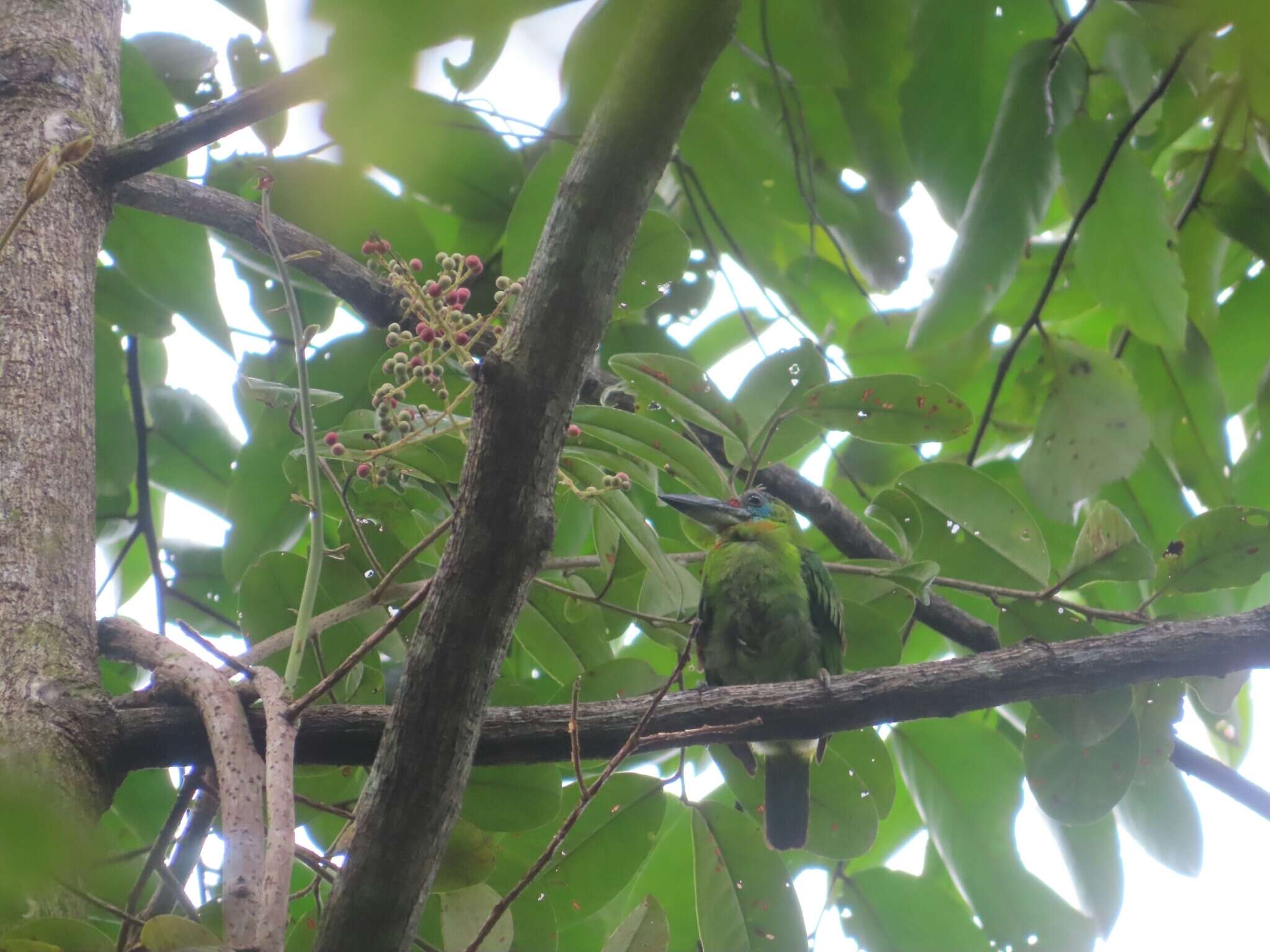 Image of Red-throated Barbet