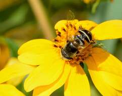 Image of Eristalis stipator Osten Sacken 1877