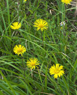 Image of Inula ciliaris (Miq.) Matsum.