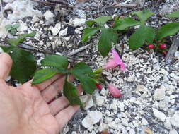 Image of <i>Ipomoea peteri</i>