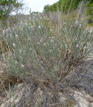 صورة Aspalathus quinquefolia L.