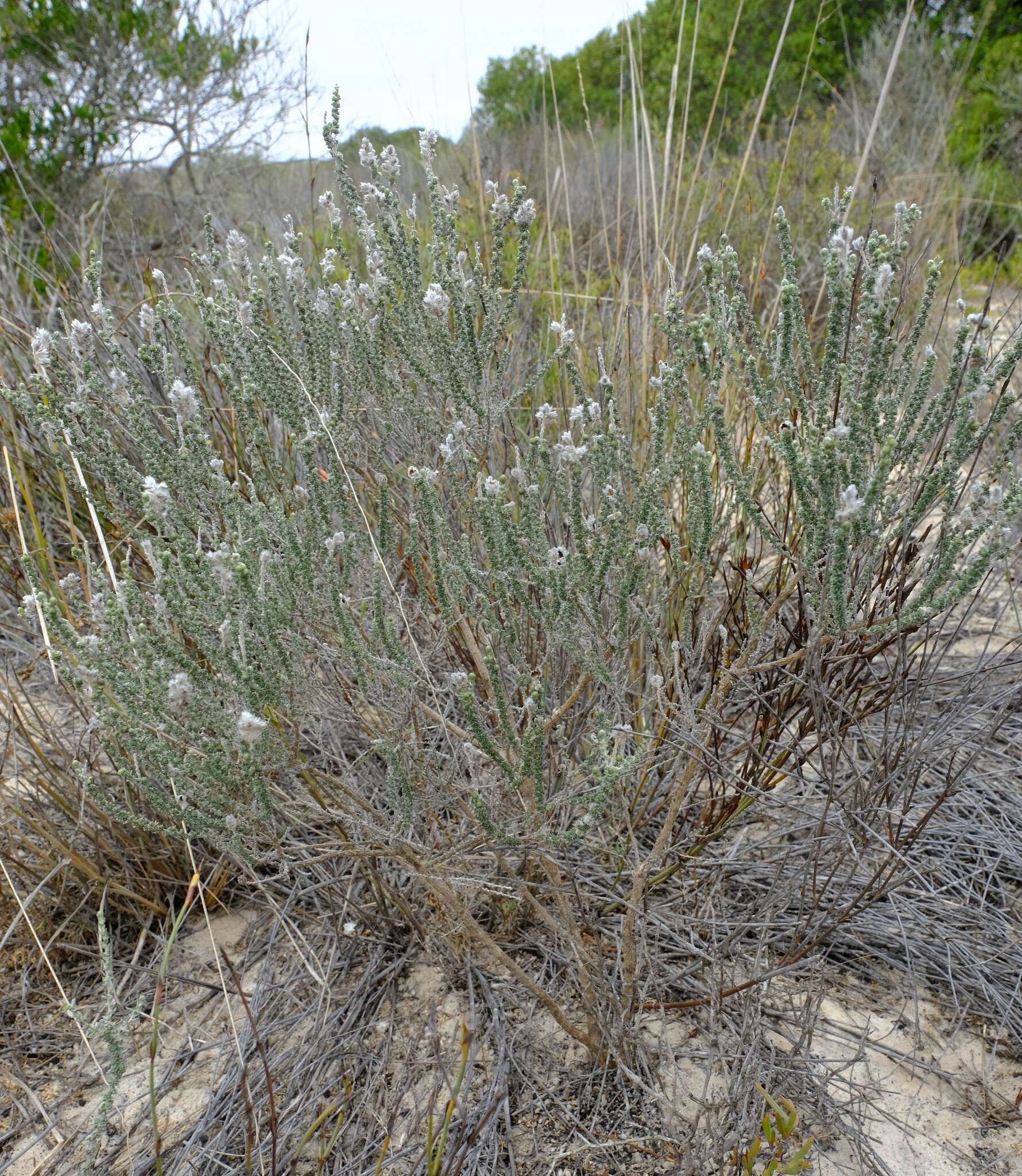 صورة Aspalathus quinquefolia subsp. virgata (Thunb.) R. Dahlgren