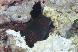 Image of Red-streaked Blenny