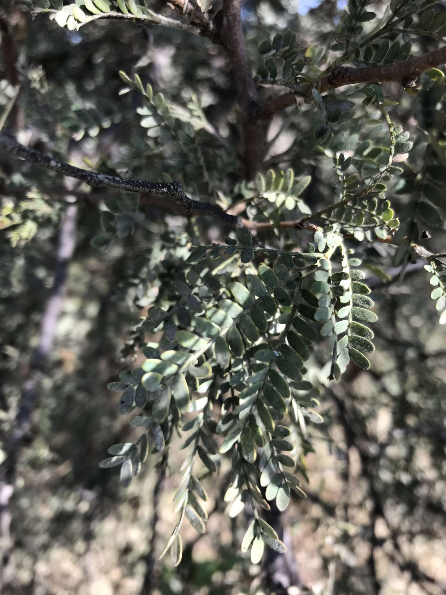 Imagem de Vachellia robusta (Burch.) Kyal. & Boatwr.