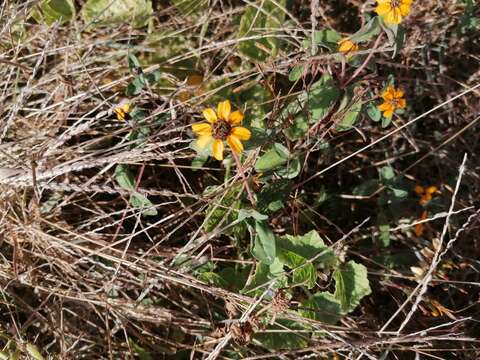 Image of Palmer's zinnia