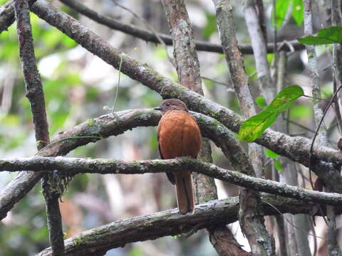 Image of Fraser's Rufous Thrush