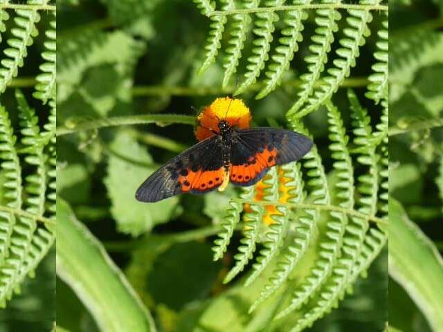 Image de Acraea rogersi Hewitson 1873