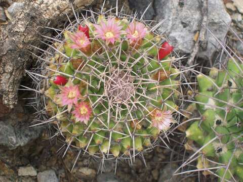 Image of Mammillaria carnea Zucc. ex Pfeiff.