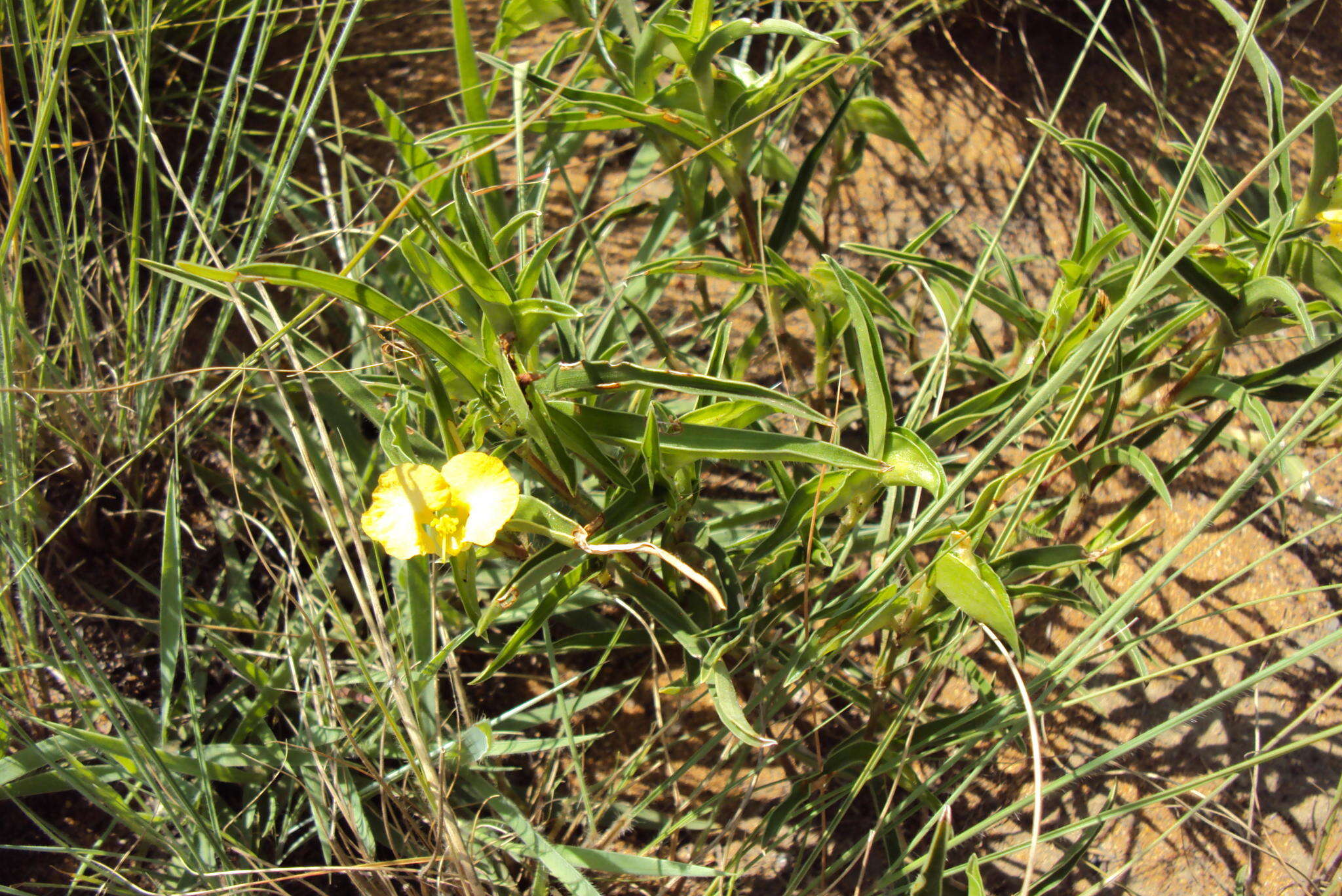 Image of Commelina africana var. krebsiana (Kunth) C. B. Clarke