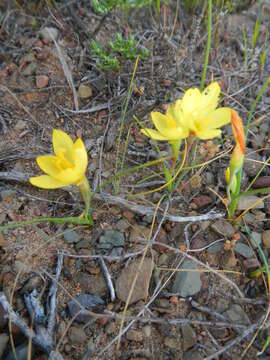 Image of Geissorhiza ornithogaloides Klatt