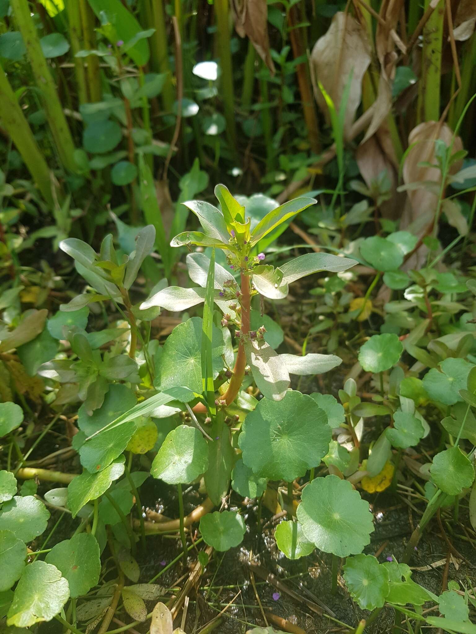 Image of Ammannia crassicaulis Guill. & Perr.