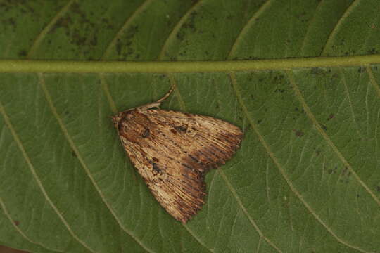 Image de Perigea agnonia Druce 1890