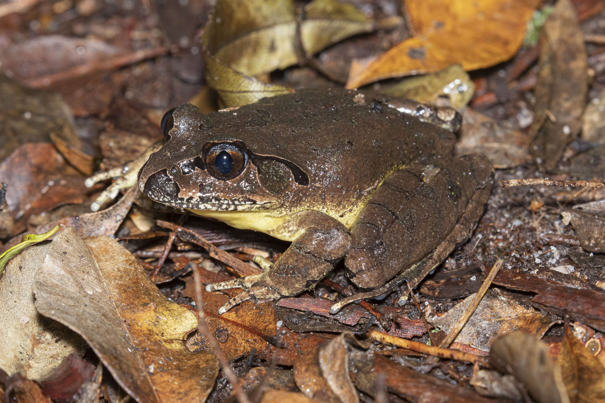 Image of Grey Barred Frog