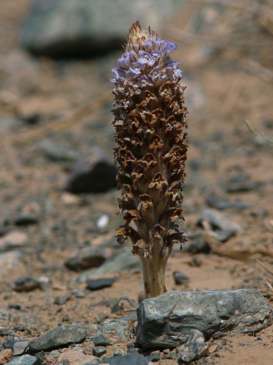 Image of desert broomrape