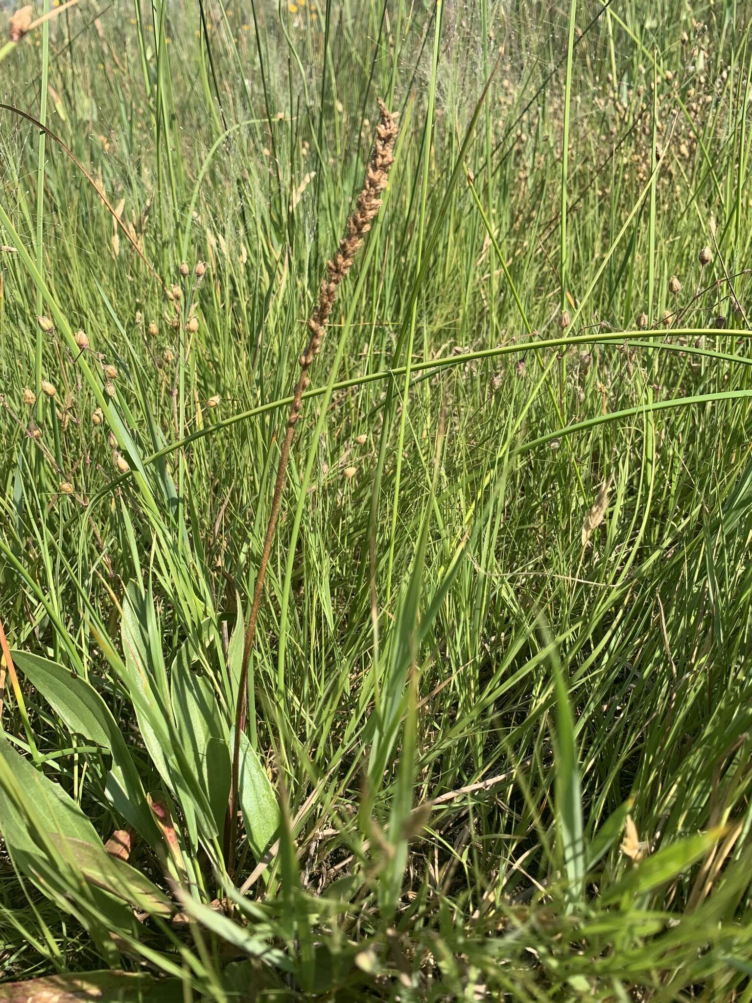 Image of redwool plantain